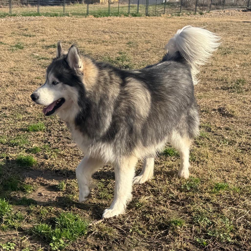 Loki, Adoptable, Senior Male Husky.