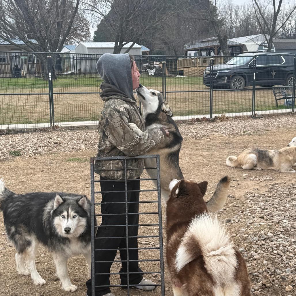 Enlarge Loki, a Adoptable Husky in Eufaula, OK image 2/6