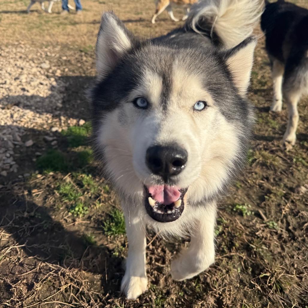 Enlarge Loki, a Adoptable Husky in Eufaula, OK image 3/6