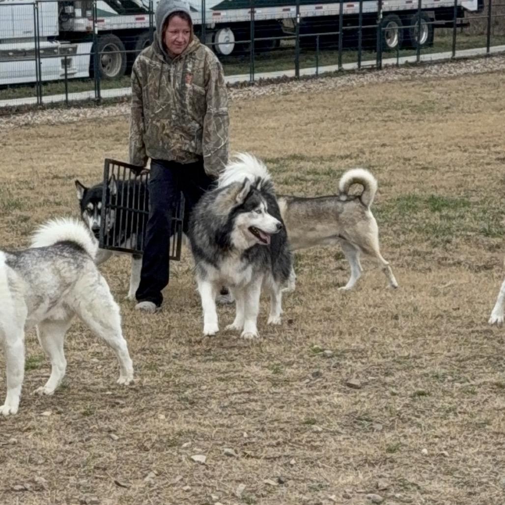 Enlarge Loki, a Adoptable Husky in Eufaula, OK image 4/6