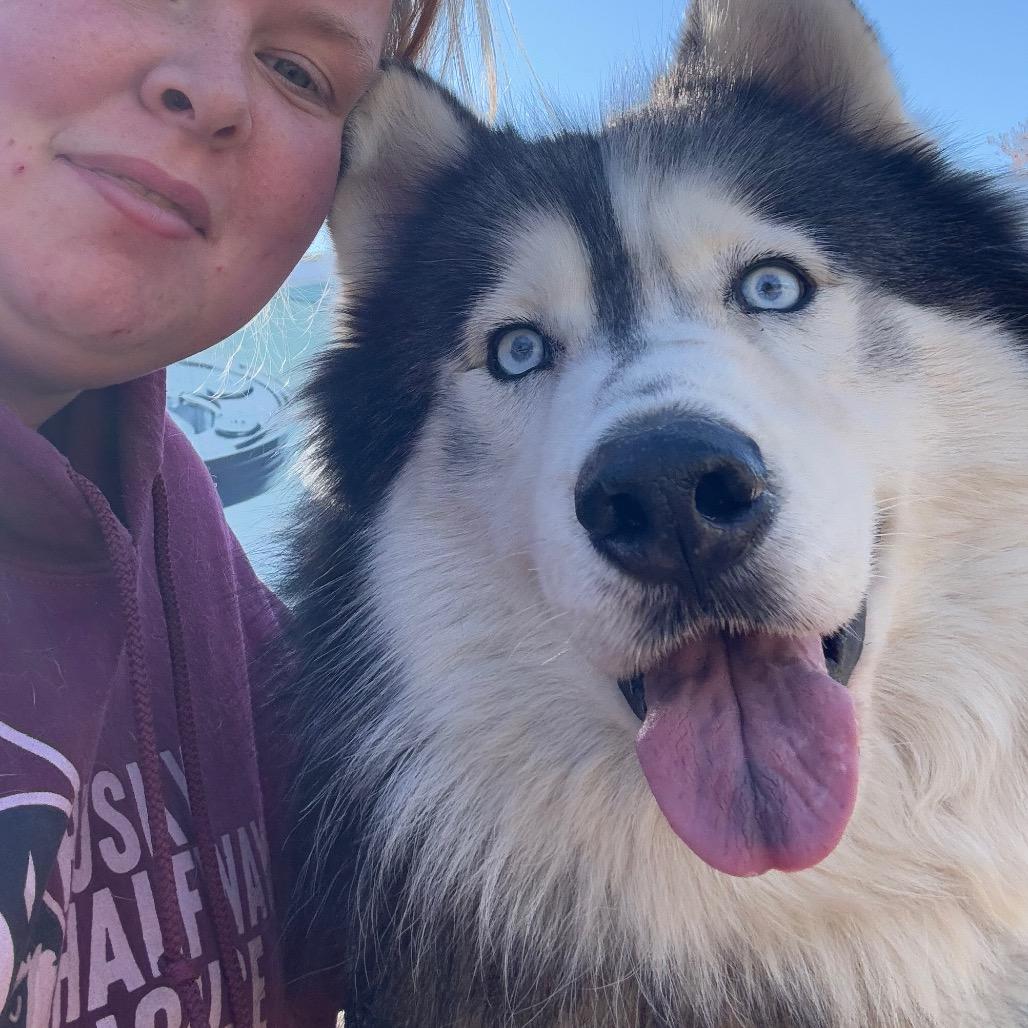 Enlarge Loki, a Adoptable Husky in Eufaula, OK image 5/6