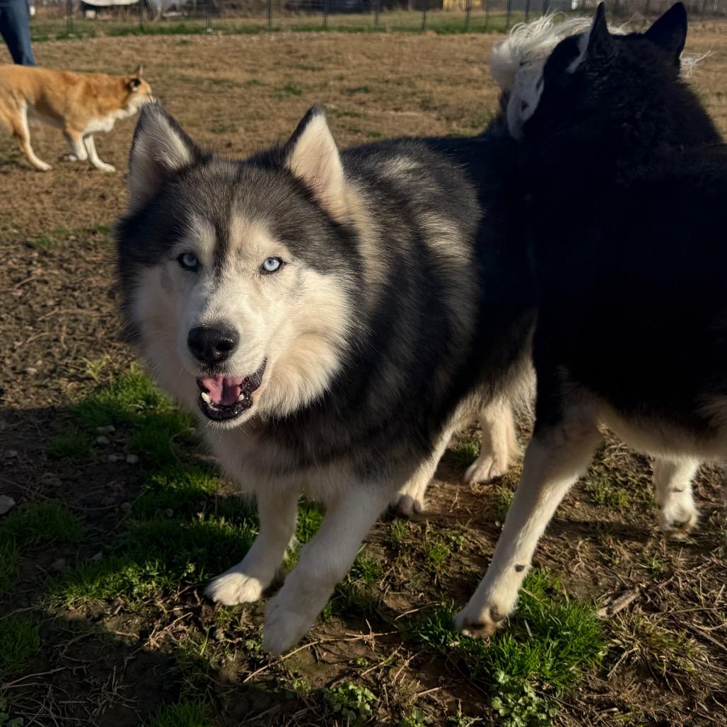 Enlarge Loki, a Adoptable Husky in Eufaula, OK image 6/6