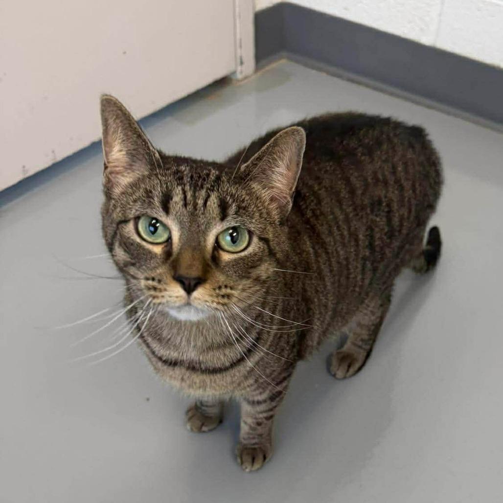 Emerald, Adoptable, Adult Female Domestic Short Hair.