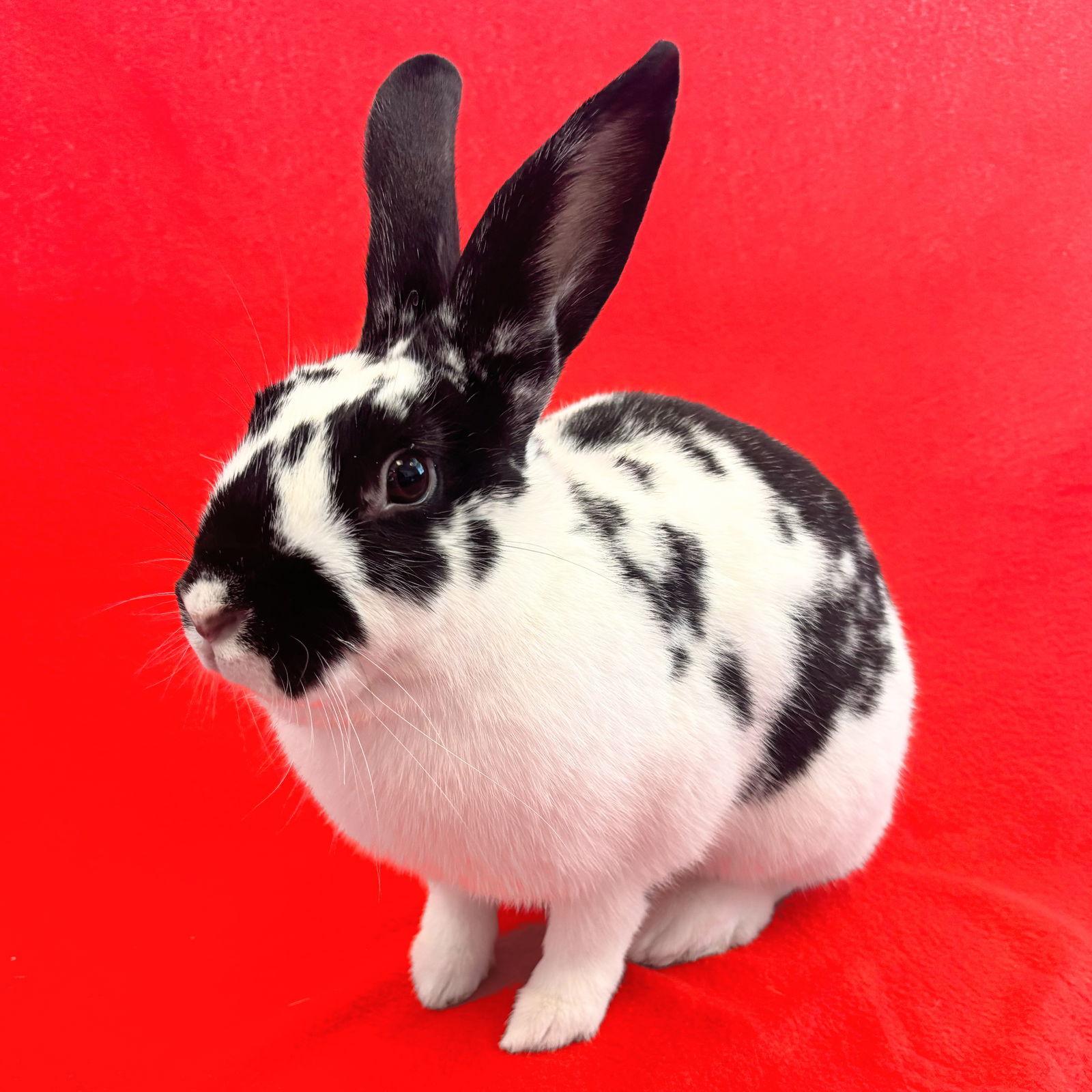 Hana, Adoptable, Young Female Bunny Rabbit.