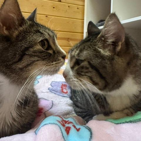 Enlarge Jackie, a Adoptable Domestic Short Hair in Cabot, AR image 2/6