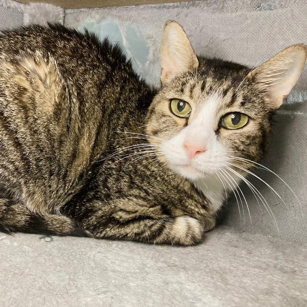 Jackie, a Adoptable Domestic Short Hair in Cabot, AR image 3/6