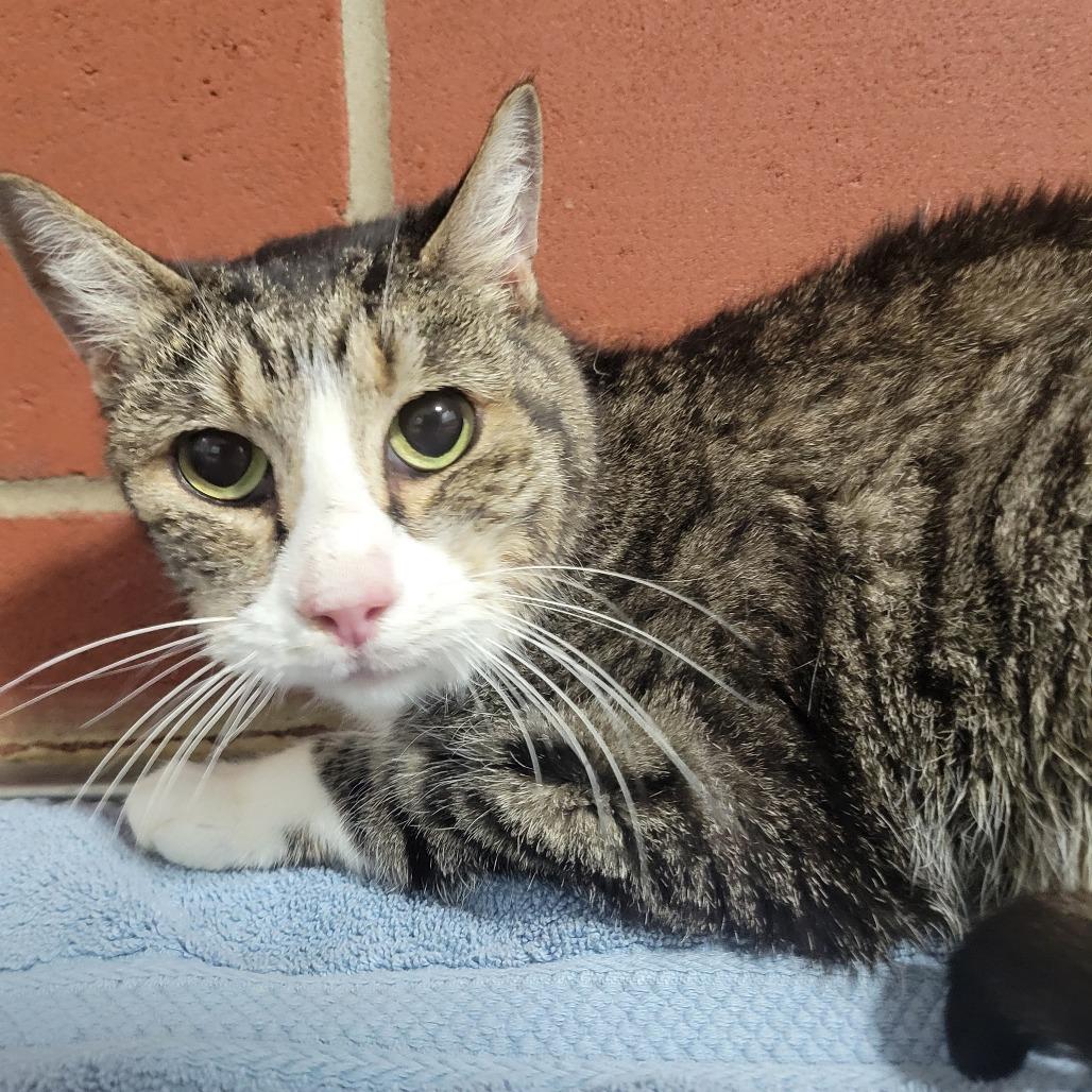 Jackie, Adoptable, Senior Female Domestic Short Hair.