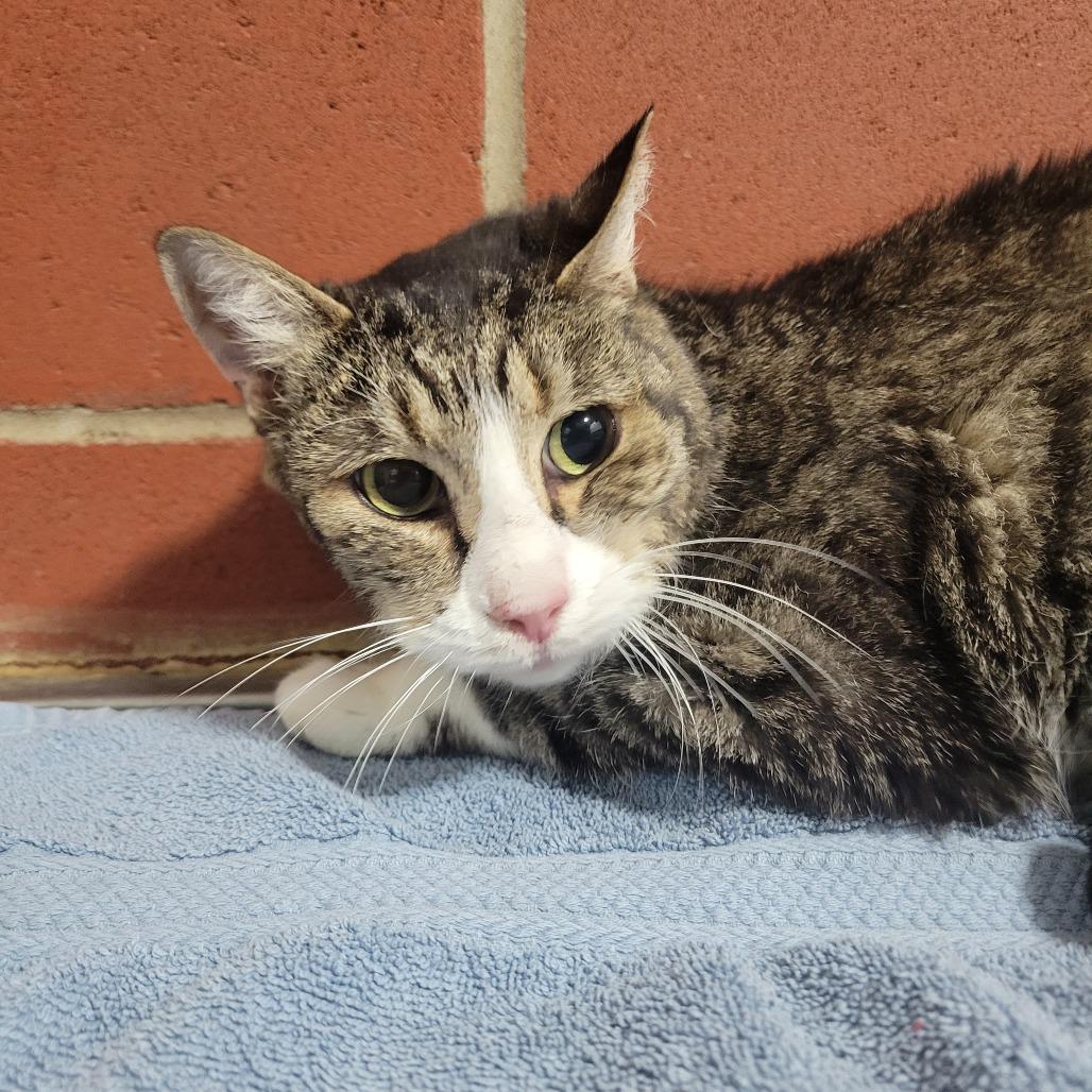 Enlarge Jackie, a Adoptable Domestic Short Hair in Cabot, AR image 2/2