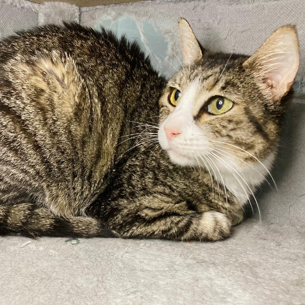 Jackie, a Adoptable Domestic Short Hair in Cabot, AR image 6/6