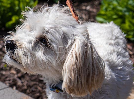 Enlarge Max, an adoptable mixed breed in Farmington, MN image 2/3