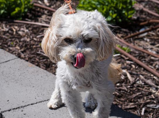 Enlarge Max, an adoptable mixed breed in Farmington, MN image 1/3