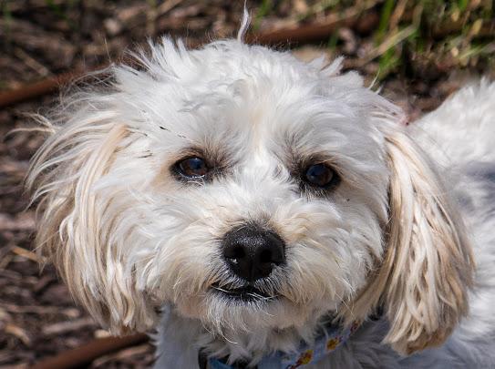 Enlarge Max, an adoptable mixed breed in Farmington, MN image 3/3