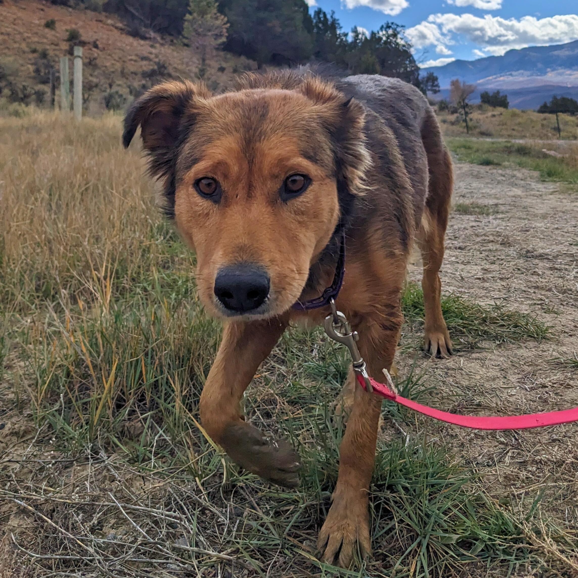 Autumn, Adoptable, Adult Female Australian Shepherd.