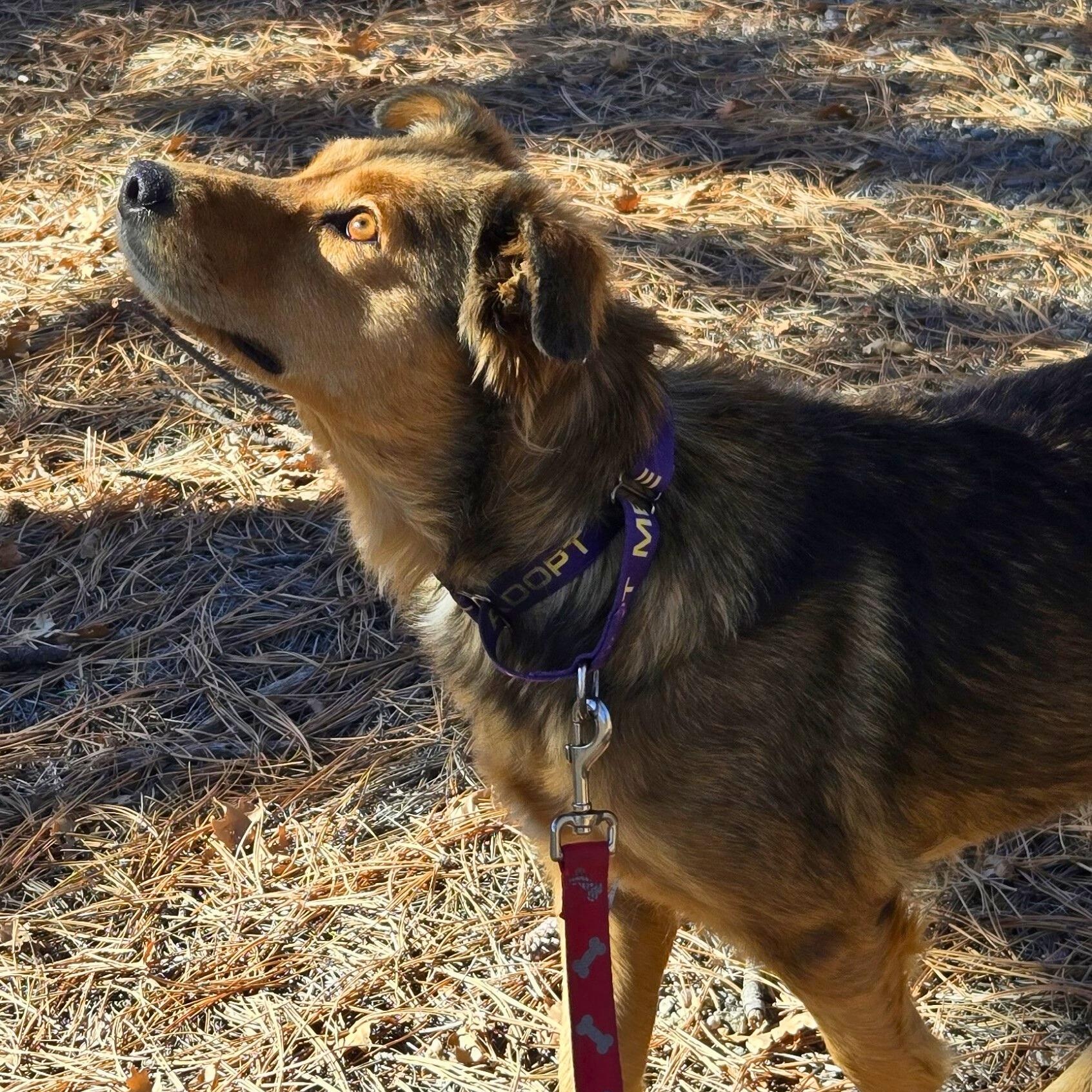 Autumn, a Adoptable mixed breed in Ridgway, CO image 2/5