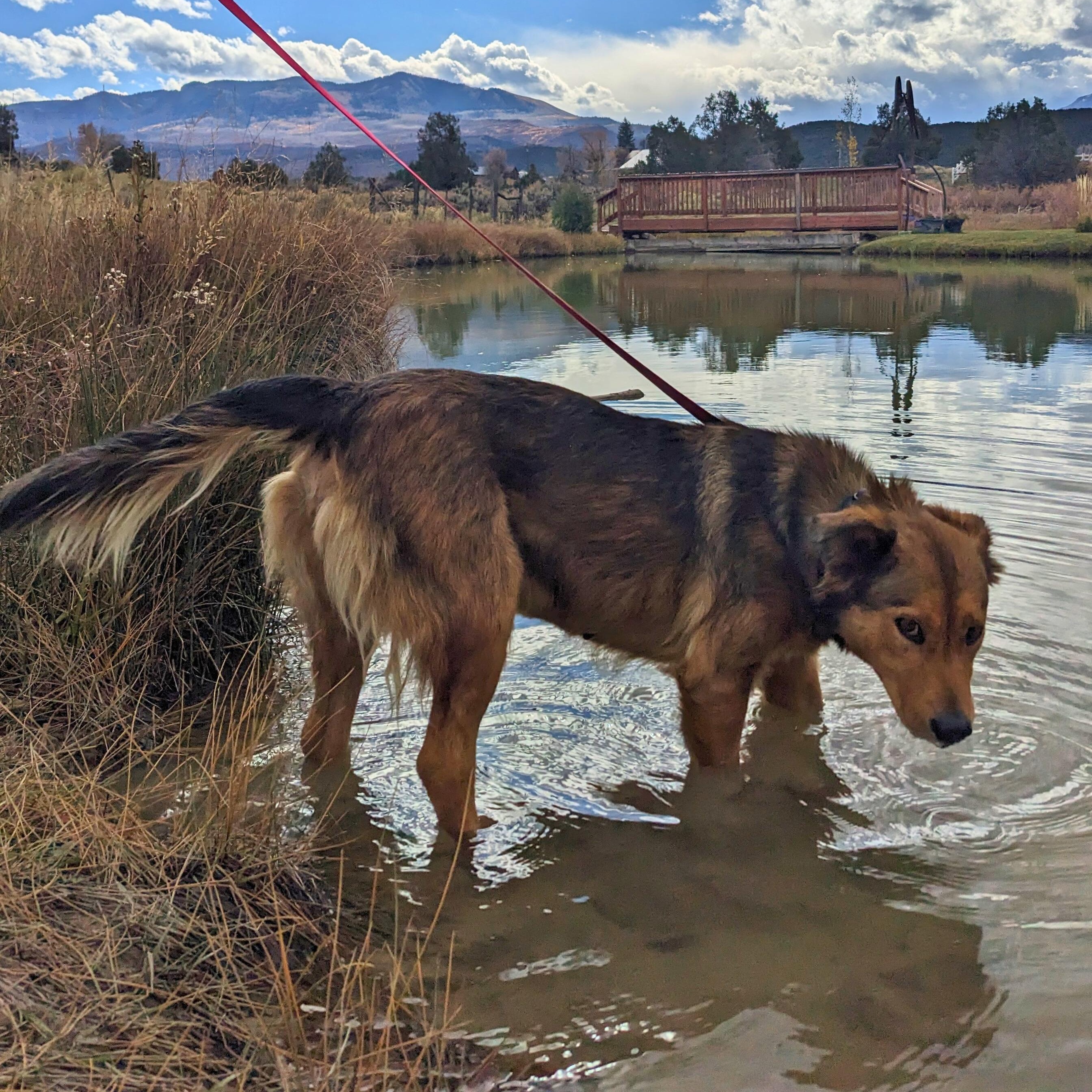 Autumn, a Adoptable mixed breed in Ridgway, CO image 3/5