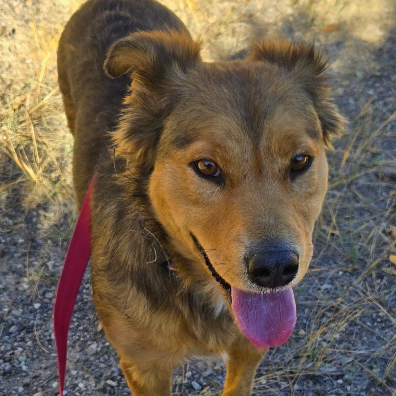 Autumn, a Adoptable mixed breed in Ridgway, CO image 4/5