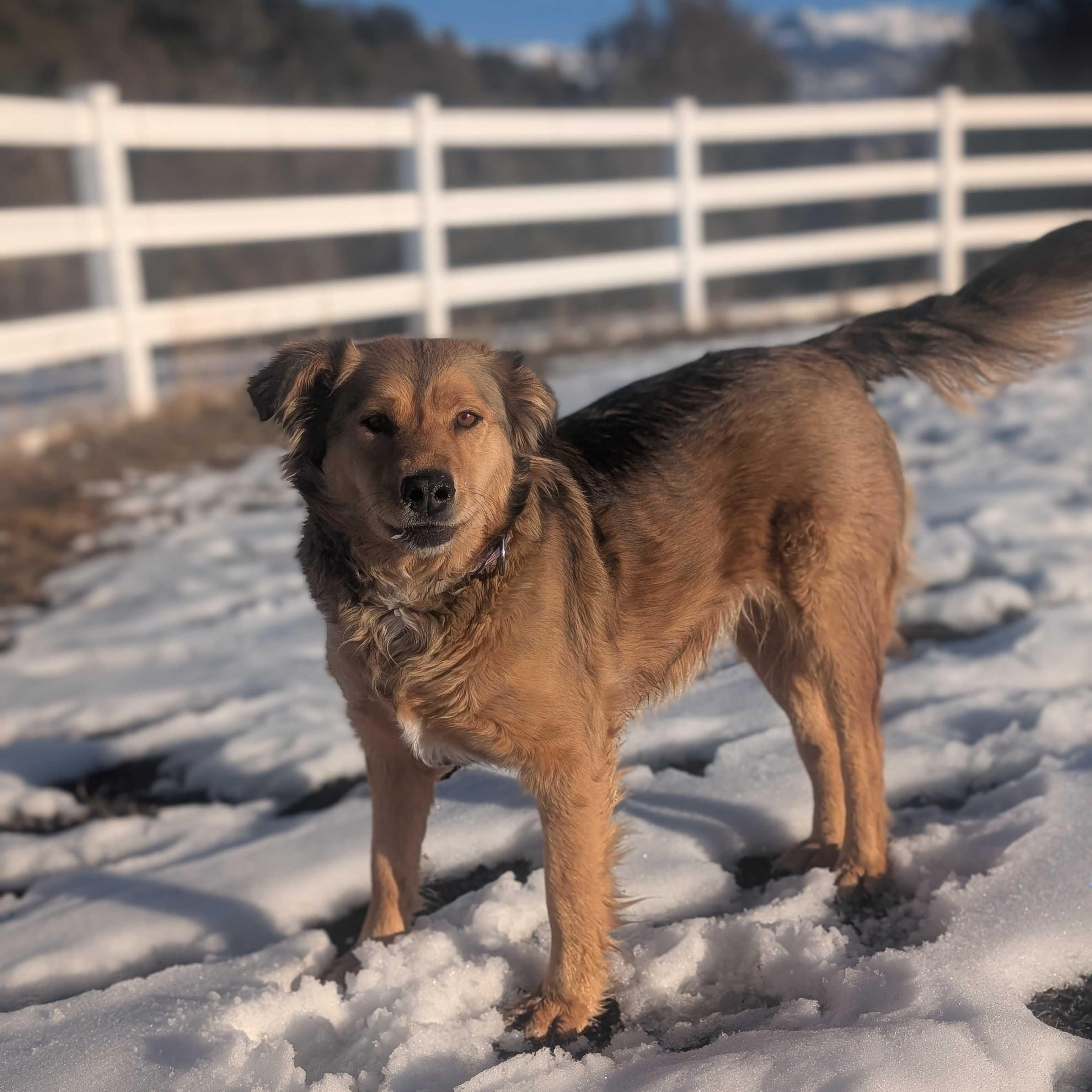 Enlarge Autumn, a Adoptable mixed breed in Ridgway, CO image 2/6