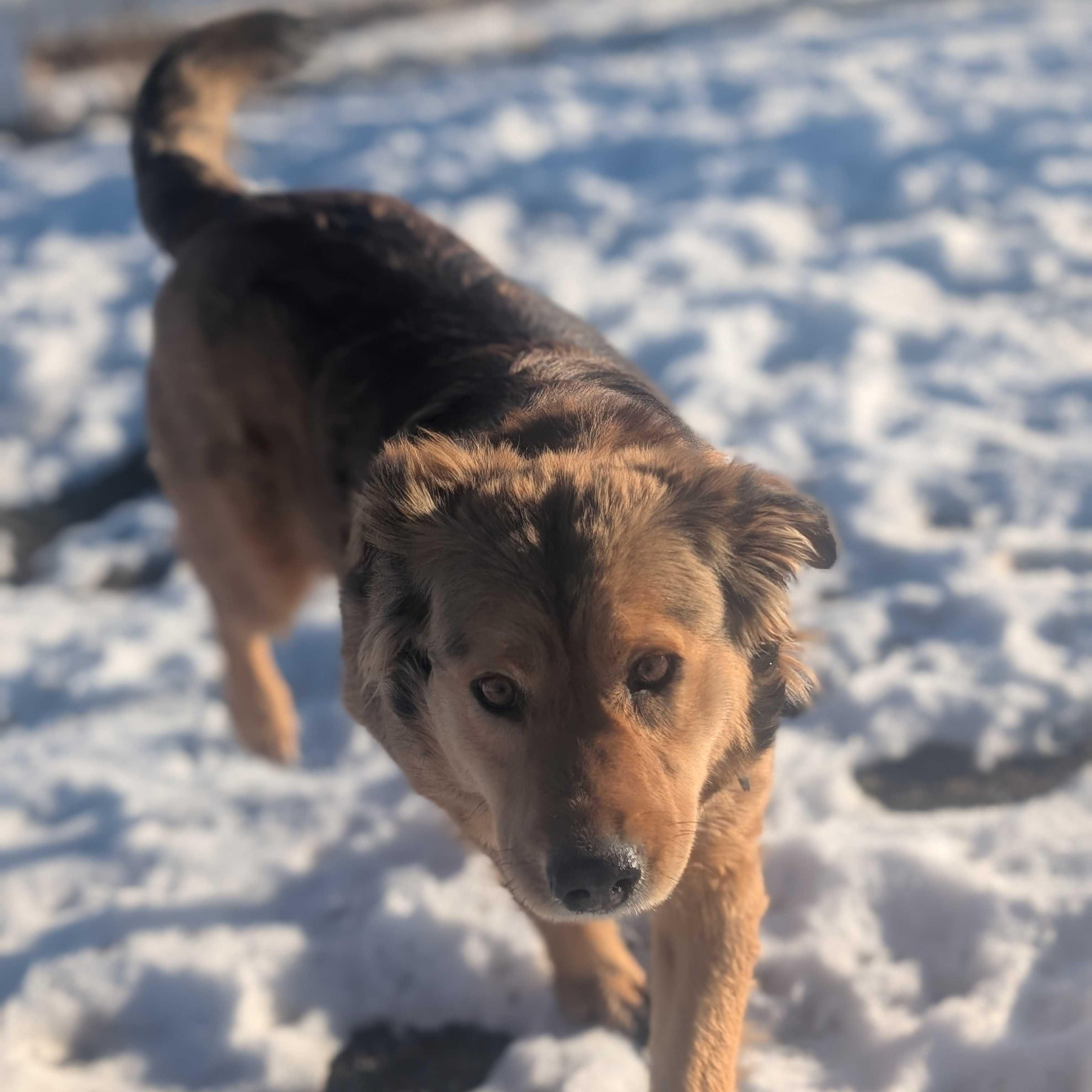Enlarge Autumn, a Adoptable mixed breed in Ridgway, CO image 6/6