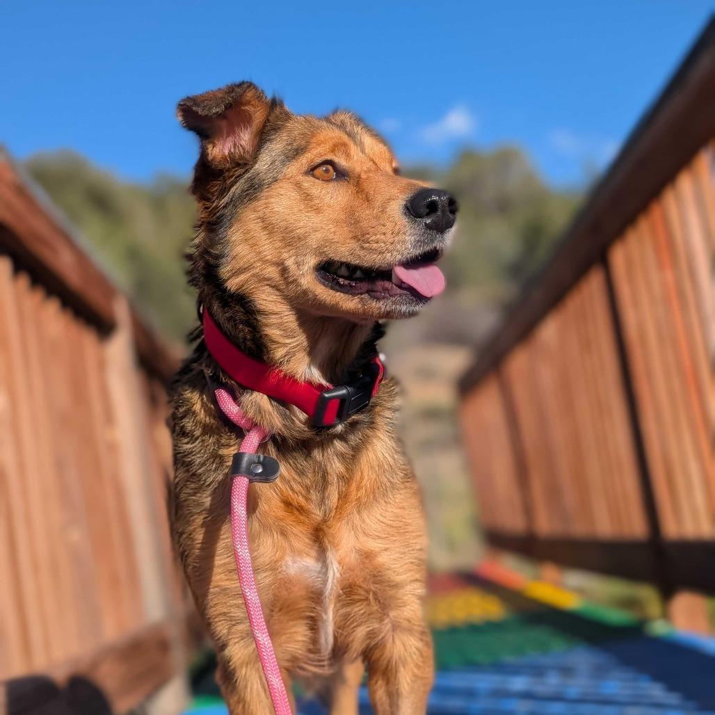 Autumn, a Adoptable mixed breed in Ridgway, CO image 5/5