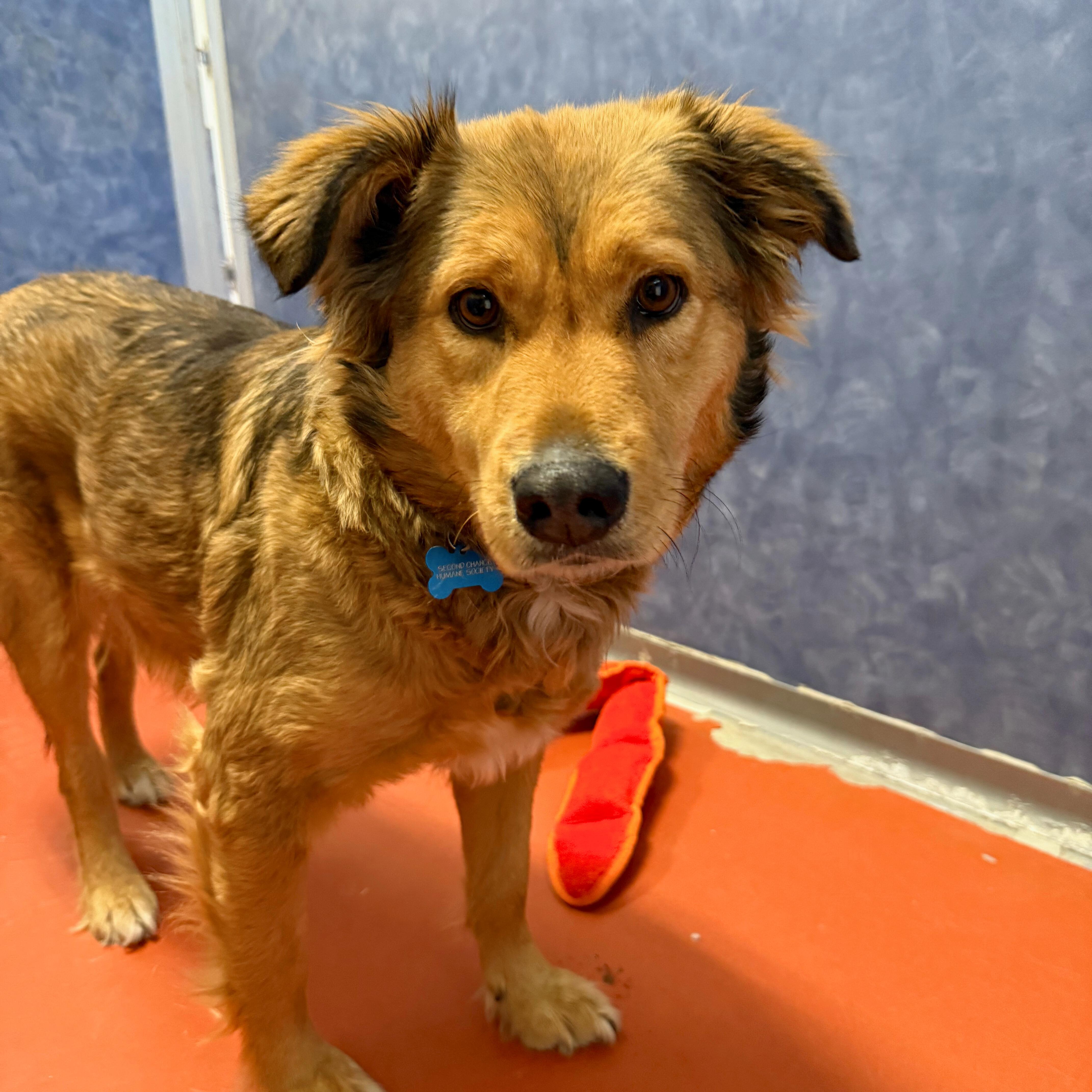 Enlarge Autumn, a Adoptable mixed breed in Ridgway, CO image 3/6