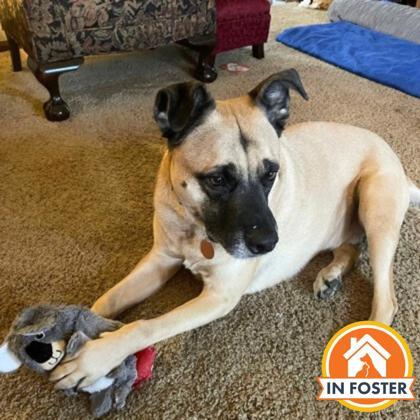 Enlarge Tulli, a Adoptable mixed breed in Merriam, KS image 1/3