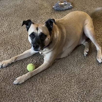 Enlarge Tulli, a Adoptable mixed breed in Merriam, KS image 2/3