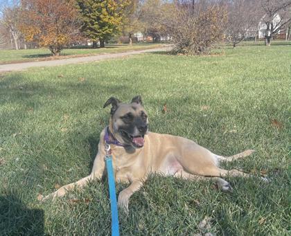 Enlarge Tulli, a Adoptable mixed breed in Merriam, KS image 3/3