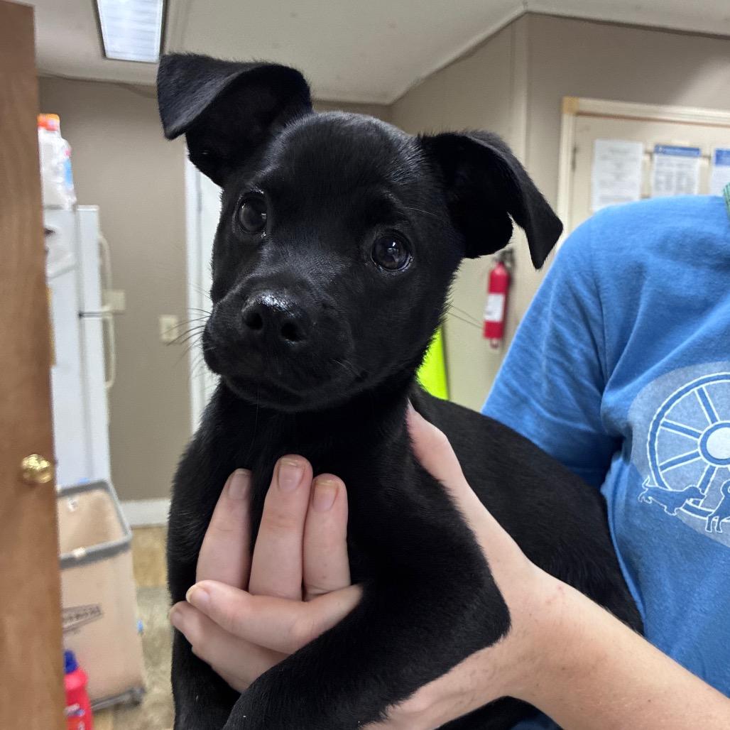 Enlarge Steve, a Adoptable mixed breed in Hattiesburg, MS image 1/1