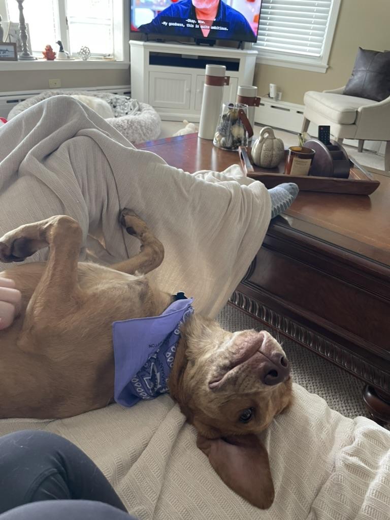 Enlarge Lacey (NKA Lucy)- COME MEET ME!, an adoptable mixed breed in Medfield, MA image 4/5