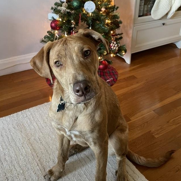 Enlarge Lacey (NKA Lucy)- COME MEET ME!, an adoptable mixed breed in Medfield, MA image 3/5