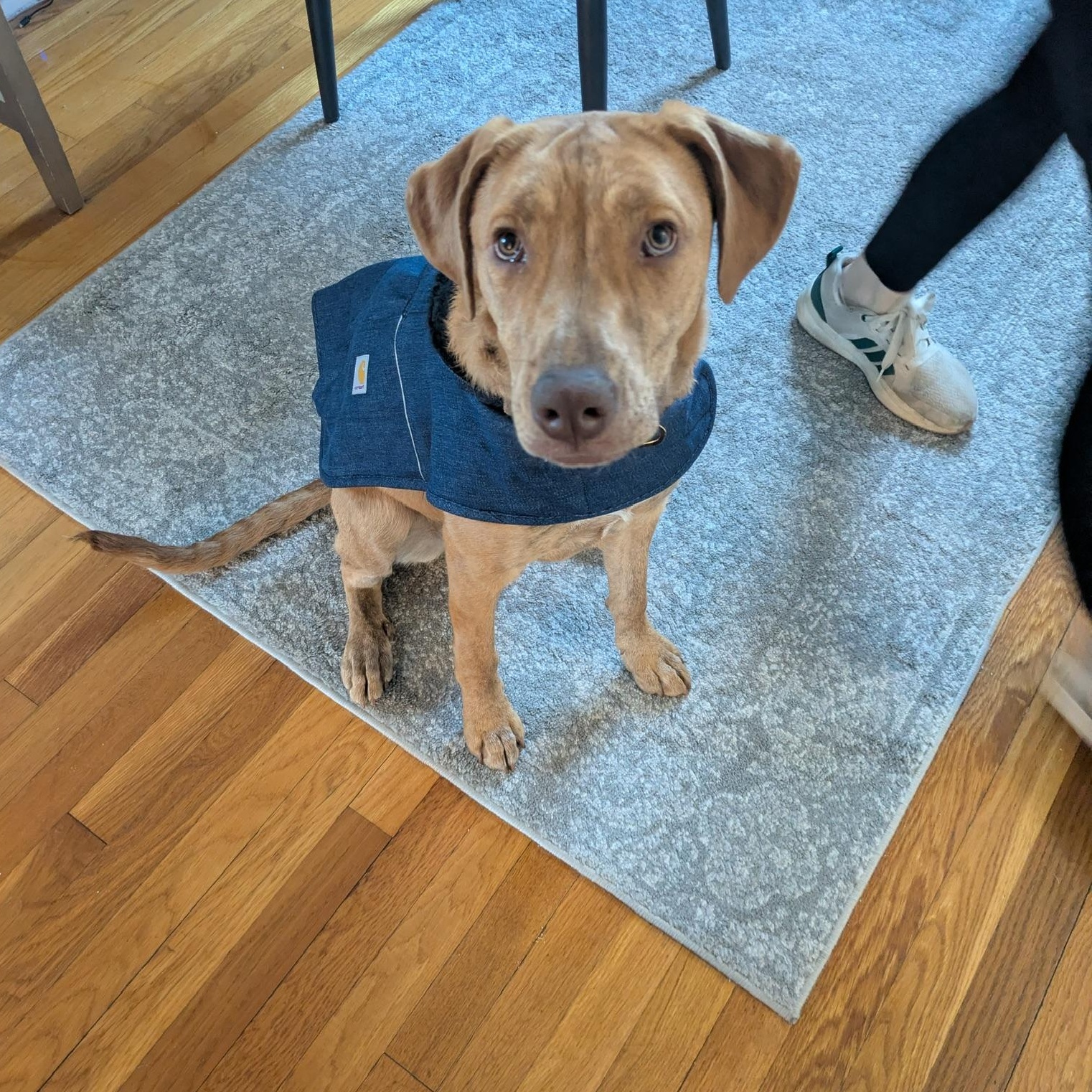 Enlarge Lacey (NKA Lucy)- COME MEET ME!, an adoptable mixed breed in Medfield, MA image 2/5