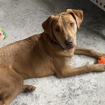 Lacey (NKA Lucy)- COME MEET ME!, adoptable, Puppy Female Chesapeake Bay Retriever & Hound.