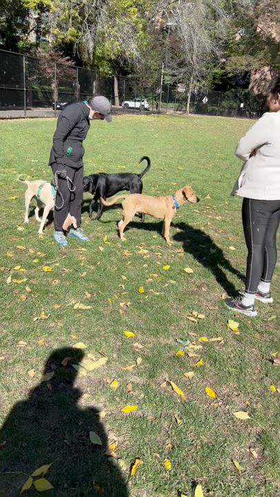 Enlarge Lacey (NKA Lucy)- COME MEET ME!, an adoptable mixed breed in Medfield, MA video 5/5