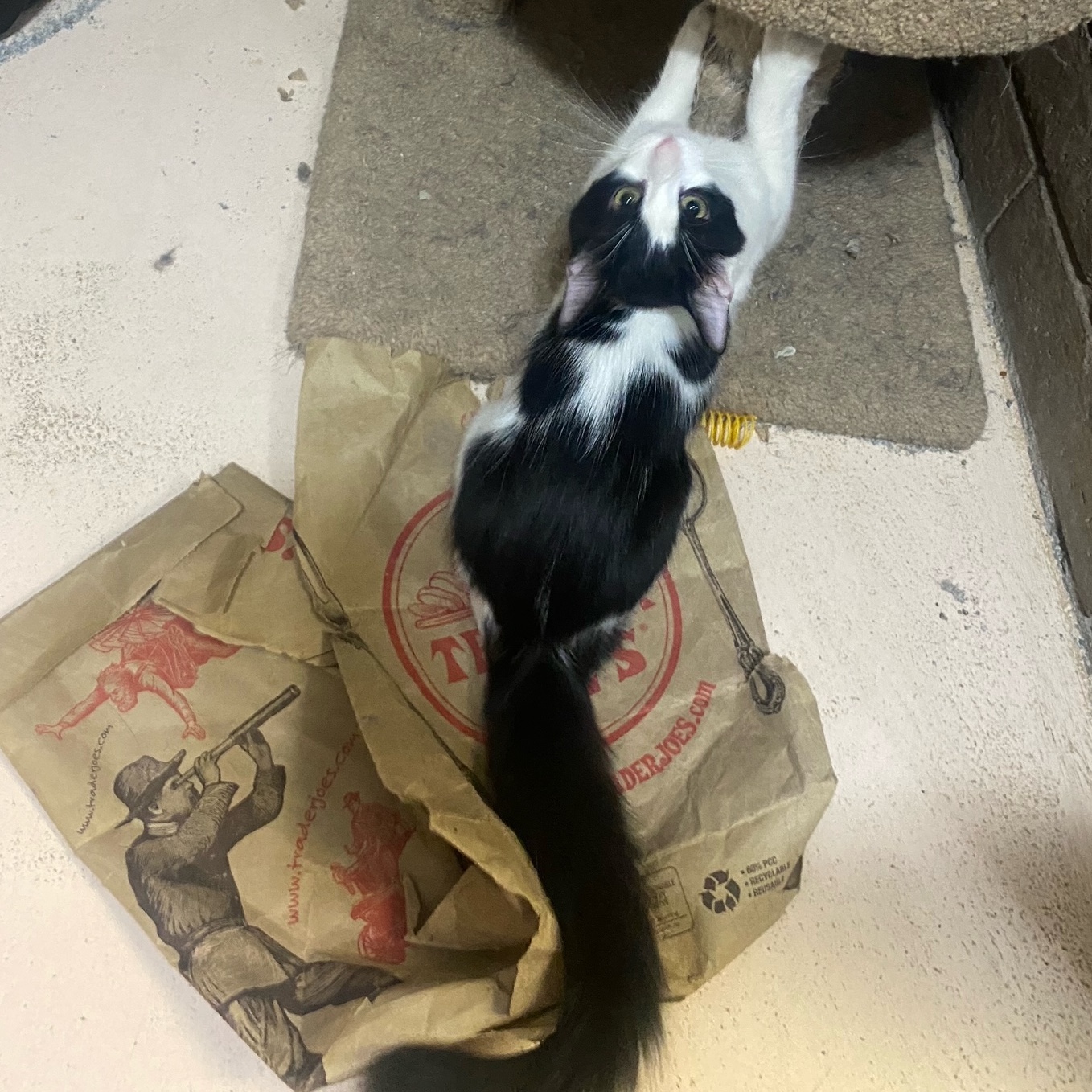 Enlarge Moxxie, a Adopted Domestic Medium Hair in Phoenix, AZ image 1/2