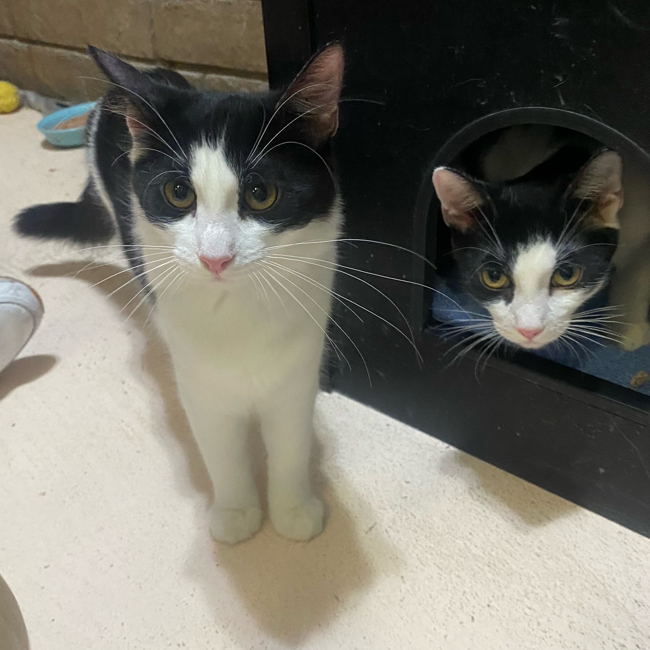 Enlarge Moxxie, a Adopted Domestic Medium Hair in Phoenix, AZ image 2/2