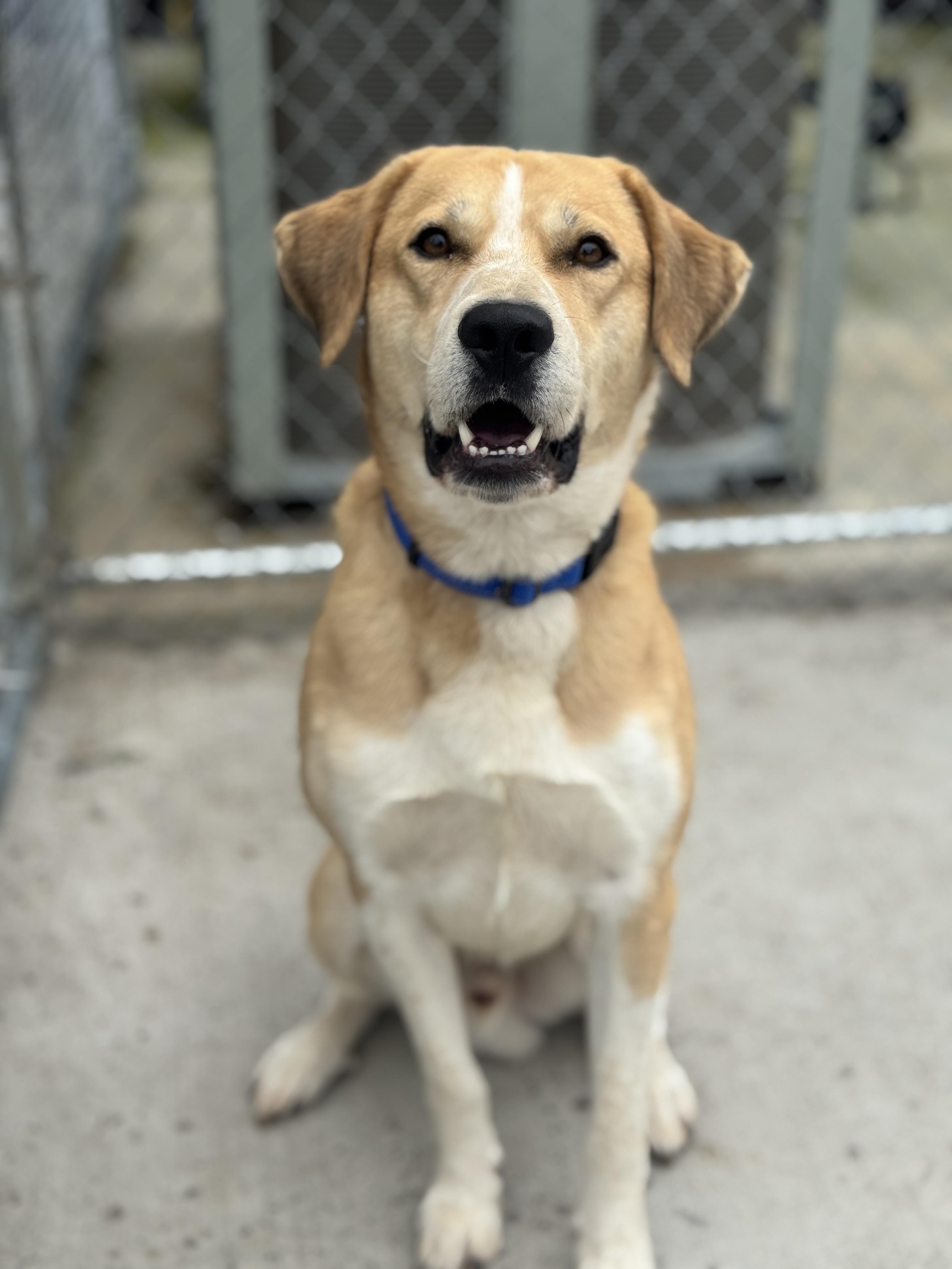 Chubby, an adoptable Mixed Breed in Hackensack, MN, 56452 | Photo Image 1