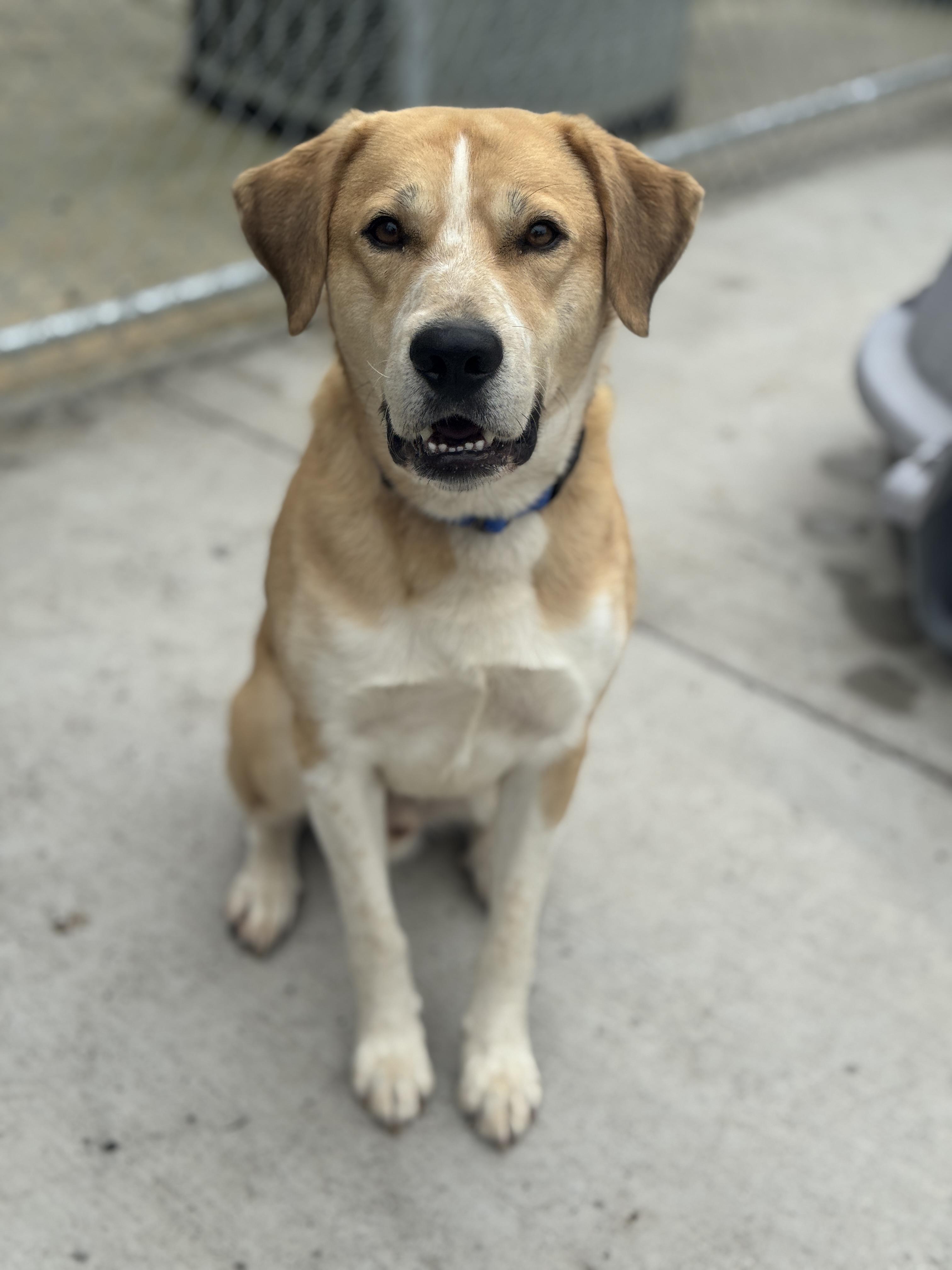 Chubby, an adoptable Mixed Breed in Hackensack, MN, 56452 | Photo Image 2