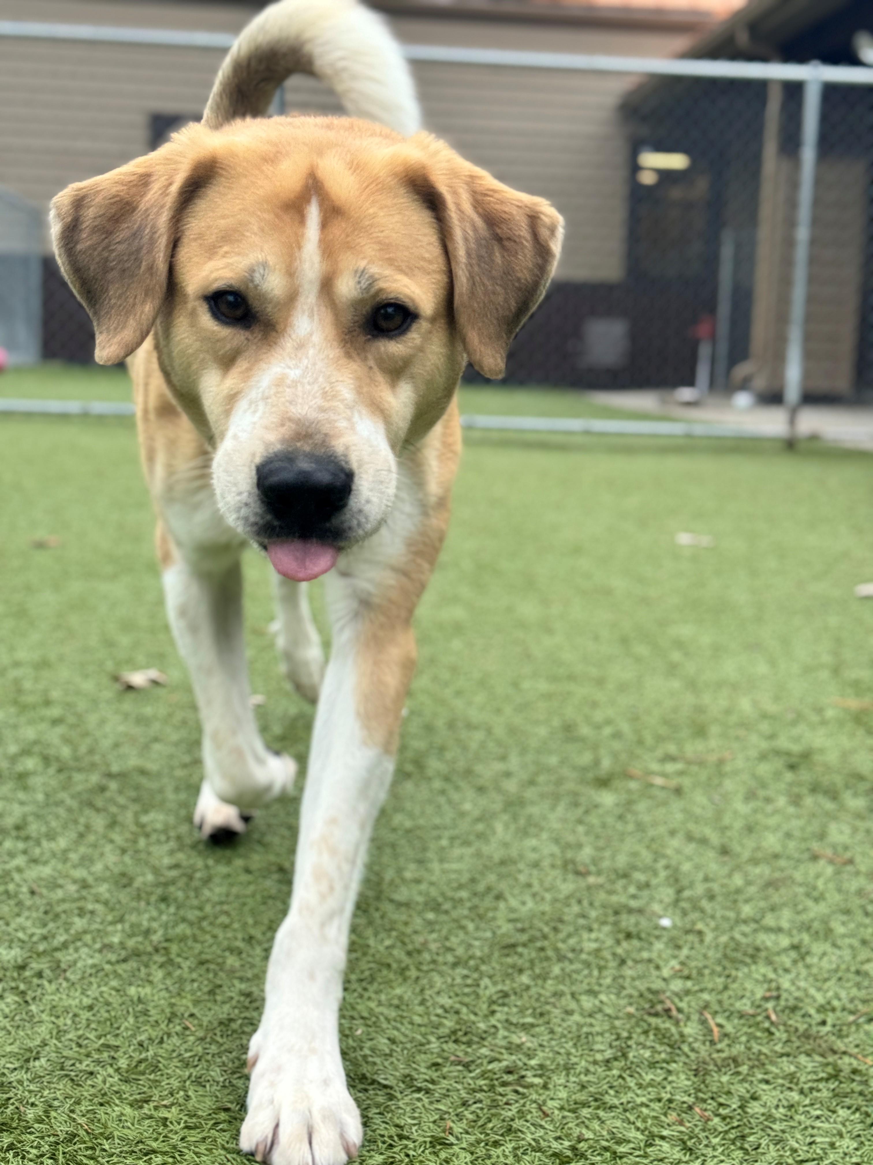 Chubby, an adoptable Mixed Breed in Hackensack, MN, 56452 | Photo Image 6