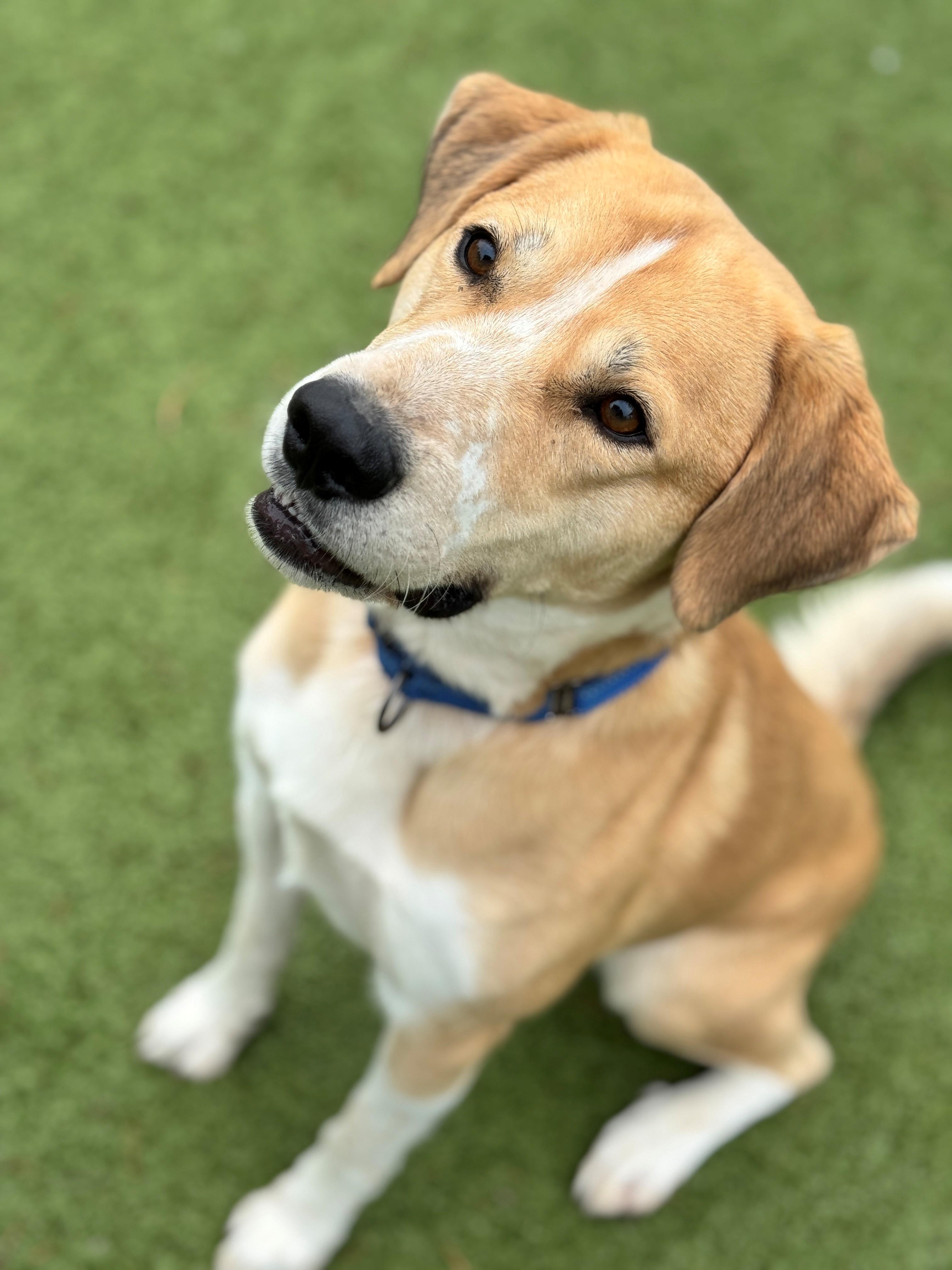 Chubby, an adoptable Mixed Breed in Hackensack, MN, 56452 | Photo Image 5