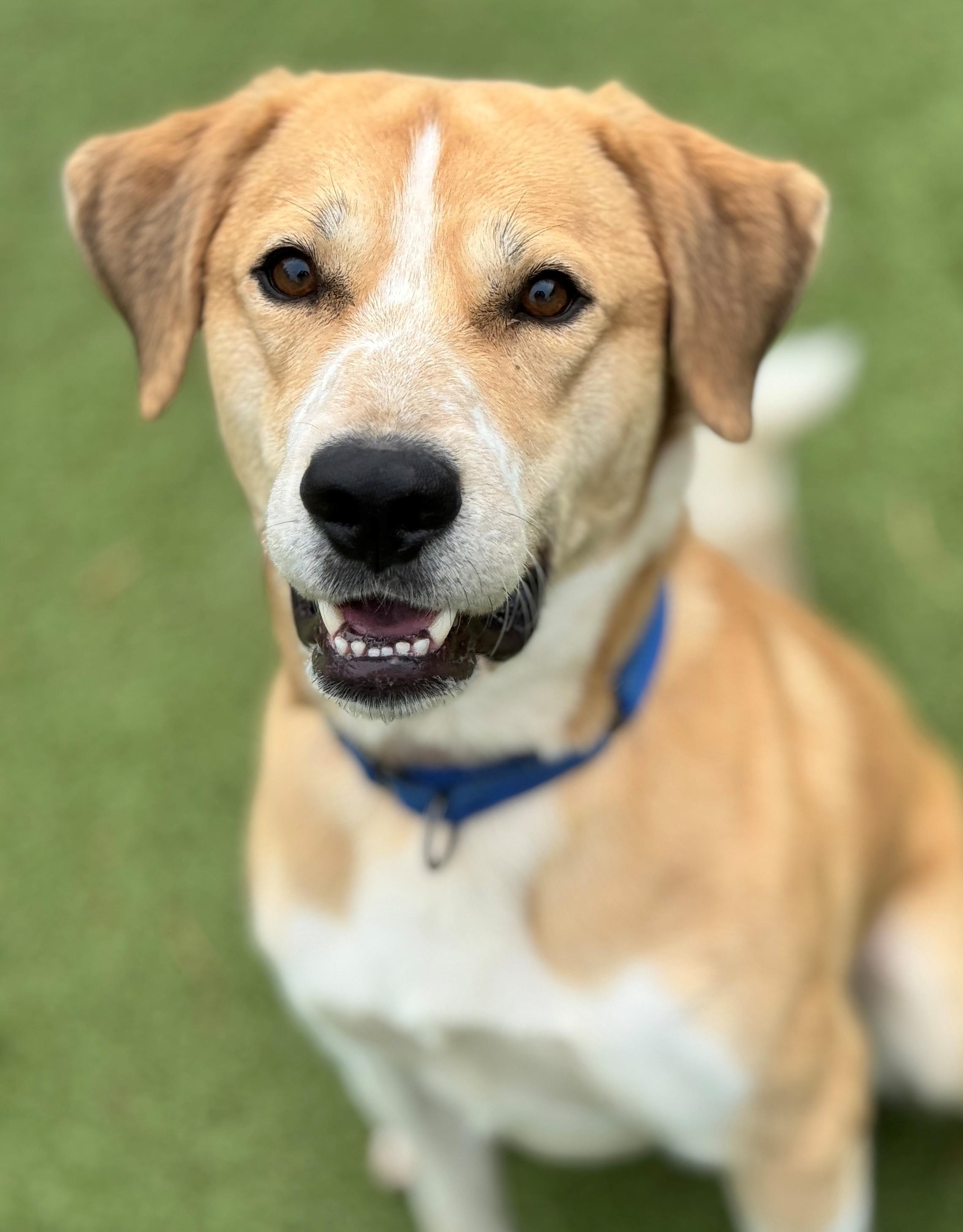Chubby, an adoptable Mixed Breed in Hackensack, MN, 56452 | Photo Image 4