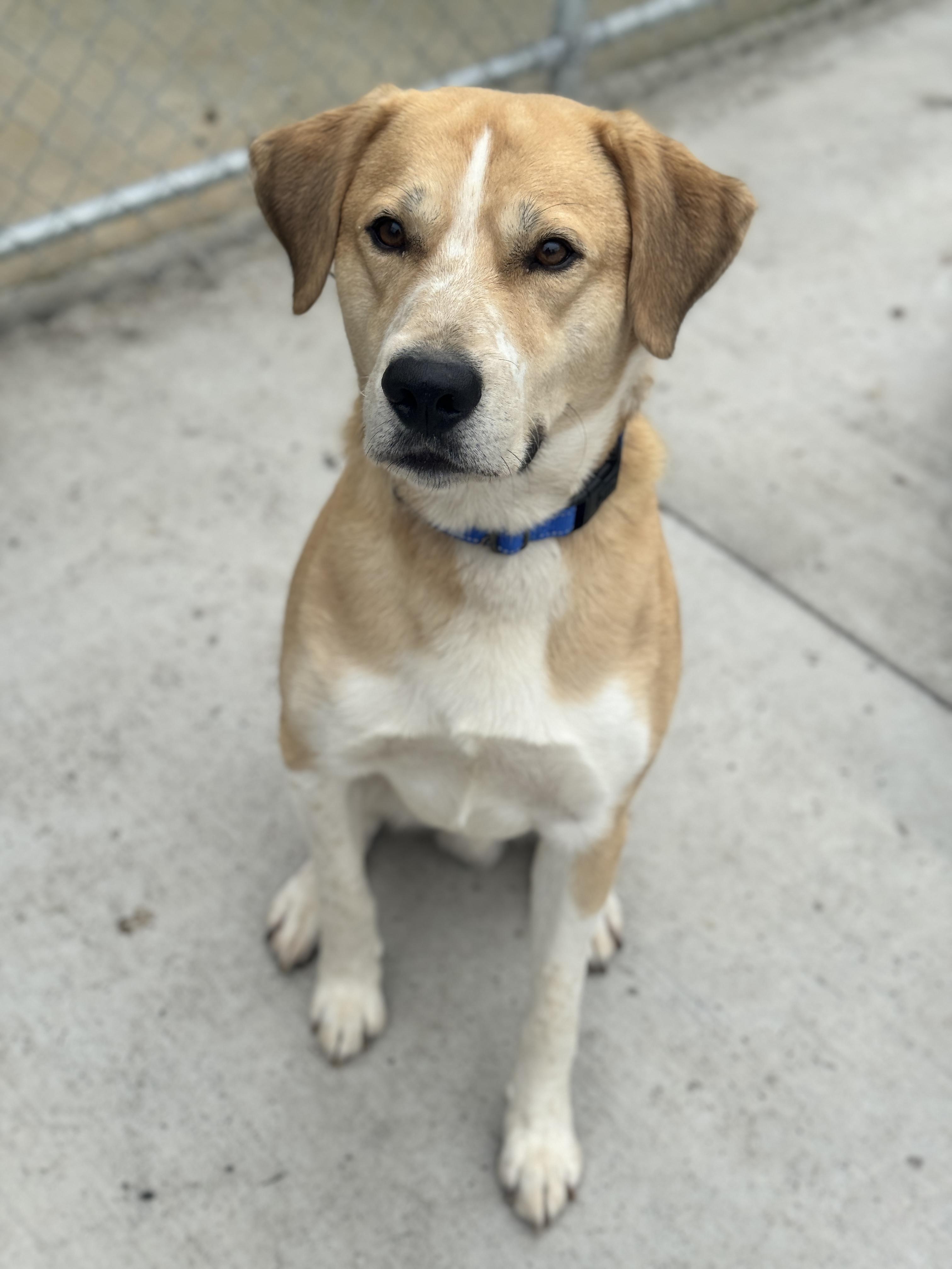 Chubby, an adoptable Mixed Breed in Hackensack, MN, 56452 | Photo Image 3