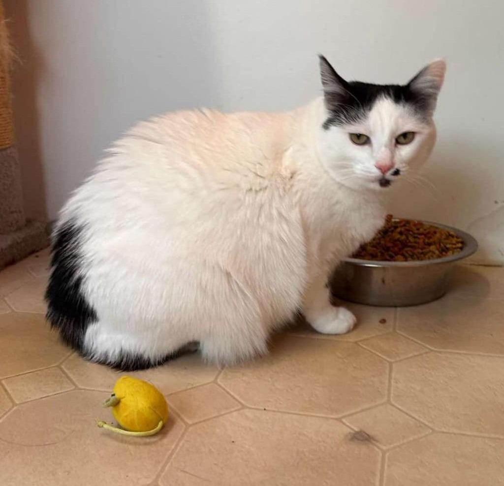 Marilyn, Adoptable, Adult Female Domestic Short Hair.