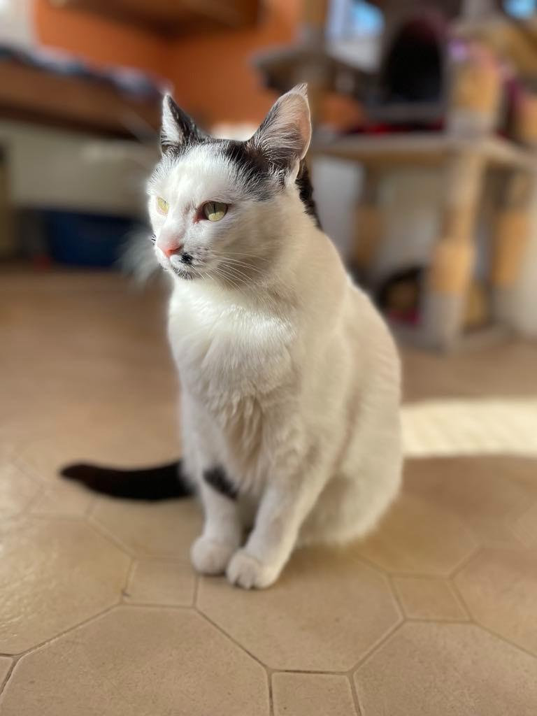 Enlarge Marilyn, a Adoptable mixed breed in Ogden, UT image 2/6