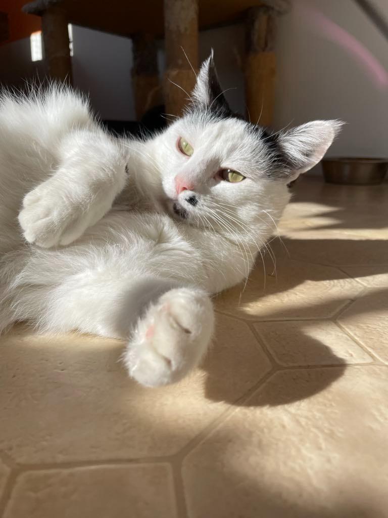 Marilyn, a Adoptable mixed breed in Ogden, UT image 3/6