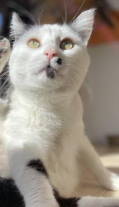 Enlarge Marilyn, a Adoptable mixed breed in Ogden, UT image 4/6