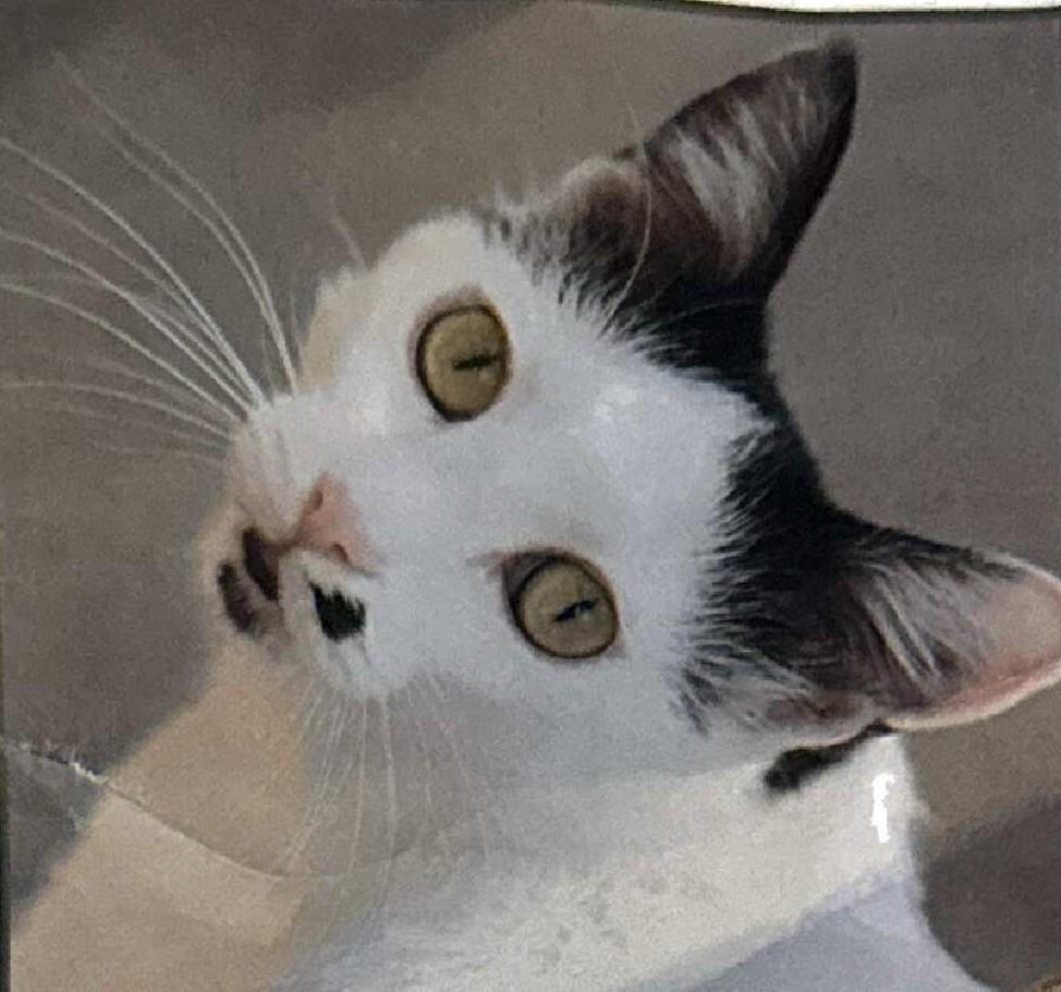 Marilyn, a Adoptable mixed breed in Ogden, UT image 4/6