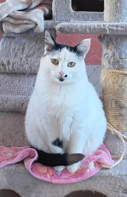 Enlarge Marilyn, a Adoptable mixed breed in Ogden, UT image 5/6