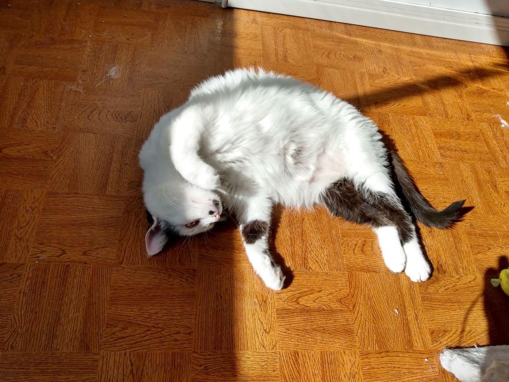 Marilyn, a Adoptable mixed breed in Ogden, UT image 6/6