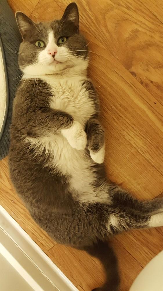 Kazimo 73, Adopted, Senior Male Domestic Short Hair.