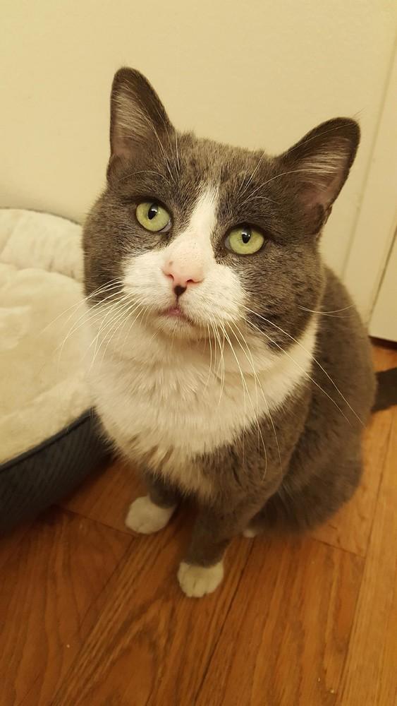 Enlarge Kazimo 73, a Adopted mixed breed in Escondido, CA image 2/2